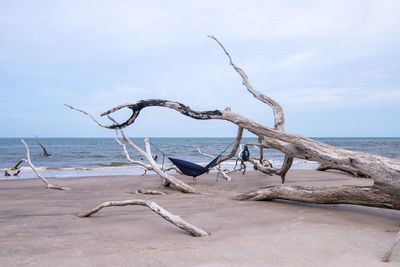 Driftwood on beach against sky