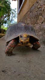 Close-up of tortoise on tree