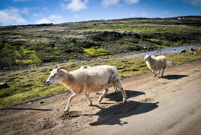 Sheep in a field