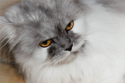 Close-up portrait of cat relaxing on white background