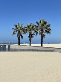 palm tree