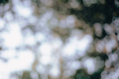 Full frame shot of plants