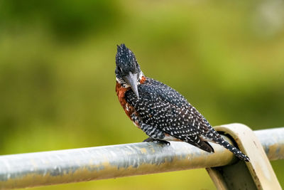 Giant kingfisher