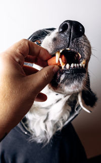 Crop person giving chewy snack to english setter in hoodie against white wall