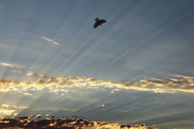 Low angle view of birds flying in sky