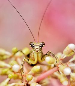 Close-up of insect