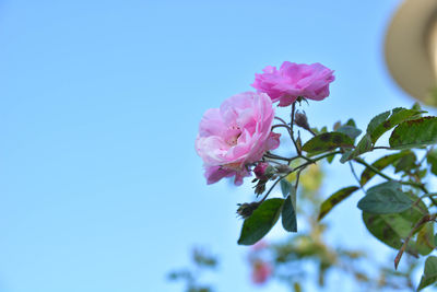 Close-up of pink rose blooming against clear sky