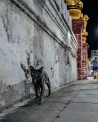 Portrait of cat on street