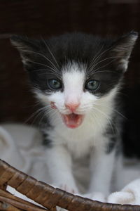 Close-up portrait of cat