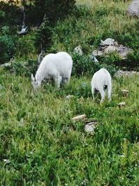 Sheep on grassy field