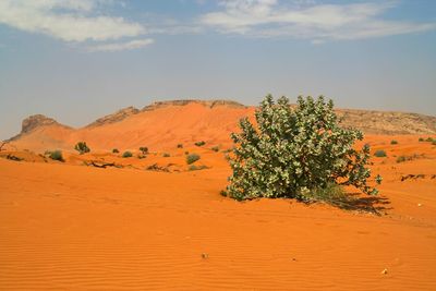 Plant growing on land against sky