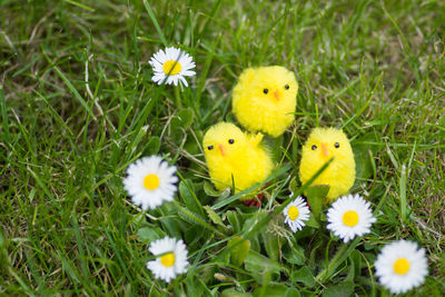 Close-up of yellow flowers on field