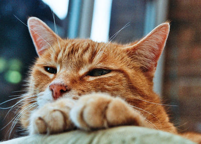 Close-up of a cat looking away