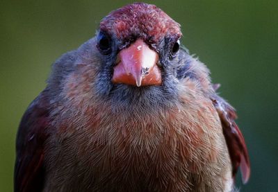 Close-up portrait of a bird