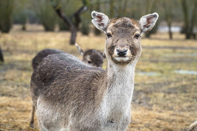 Close-up portrait of goat standing on field