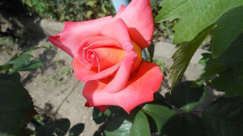 Close-up of pink rose