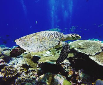 Close-up of fish swimming in sea