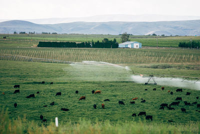 Scenic view of rural landscape