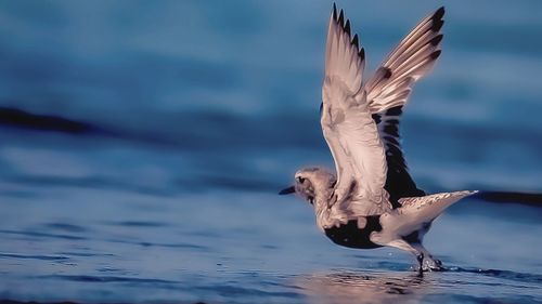 Seagulls flying over sea