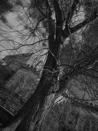 Low angle view of bare trees against sky