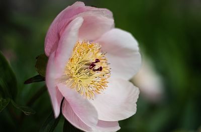 Close-up of pink flower