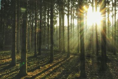 Sun shining through trees in forest