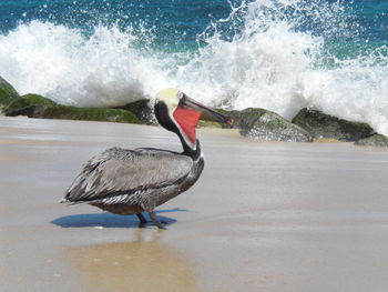 Bird on shore at beach