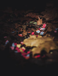 High angle view of dry leaves on illuminated christmas lights