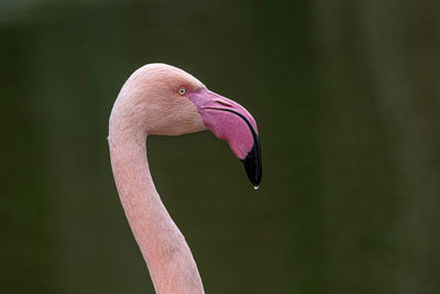 Close-up of a bird