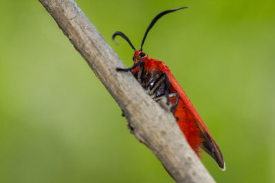 Close-up of butterfly on leaf