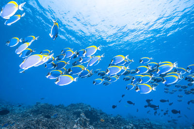 School of powderblue surgeonfish,wide angle