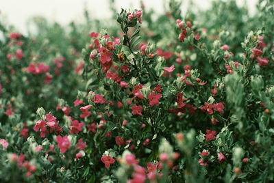 Close-up of flowering plants on field