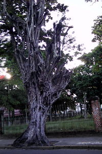 Trees in park