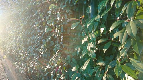 Full frame shot of bamboo plants