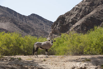 Side view of oryx standing against mountains