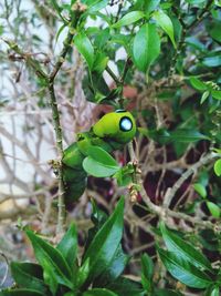 Close-up of insect on plant