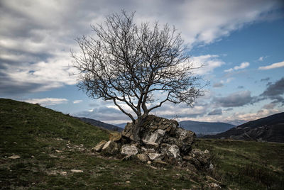 Bare tree on mountain against sky