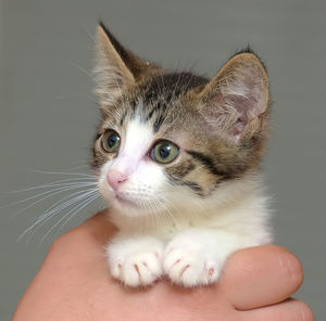 Close-up of hand holding kitten against black background