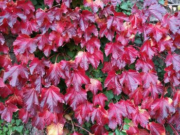 Close-up of red autumn leaves