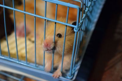 Close-up of cat in cage