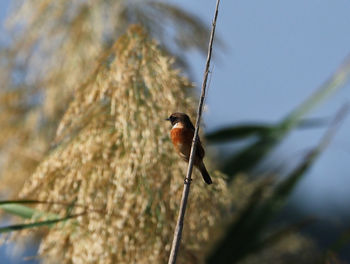 Close-up of bird perching on a plant