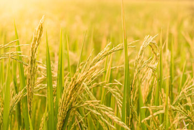 Close-up of wheat growing on field