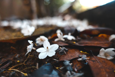 Close-up of white flowers