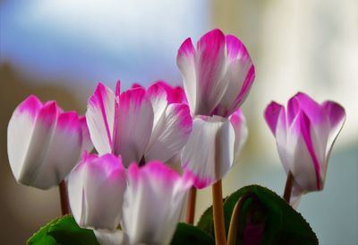 Cyclamen flower