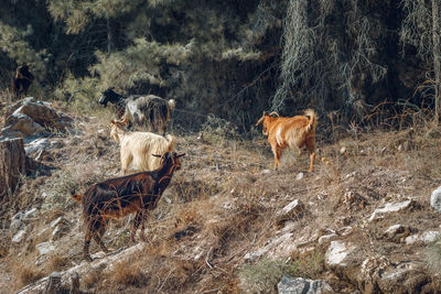 Cow in a forest