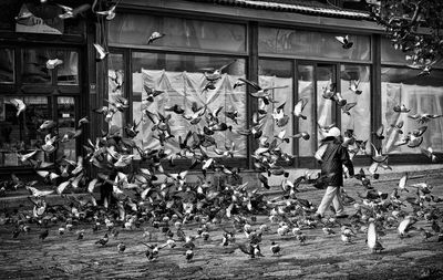 Flock of pigeons on street in city