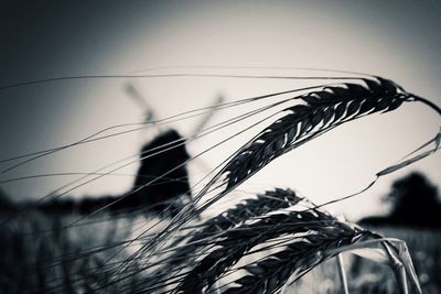 Low angle view of plant against sky