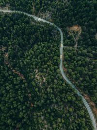 High angle view of road amidst trees in forest