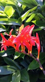 Close-up of red flowers