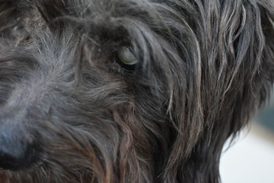 Full frame shot of cat